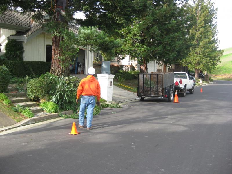 Tree Service in Blackhawk